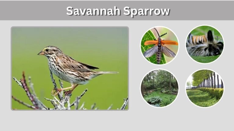 Savannah Sparrow: Identification, Song, Habitat, Diet and Facts