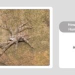 How Long Does a Huntsman Spider Live and Where Do They Live?