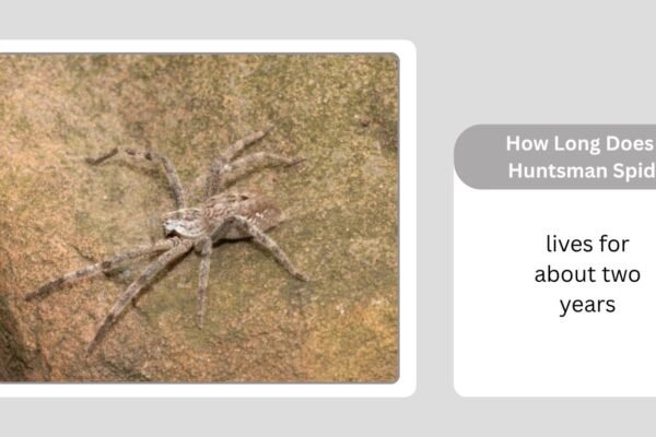 How Long Does a Huntsman Spider Live and Where Do They Live?