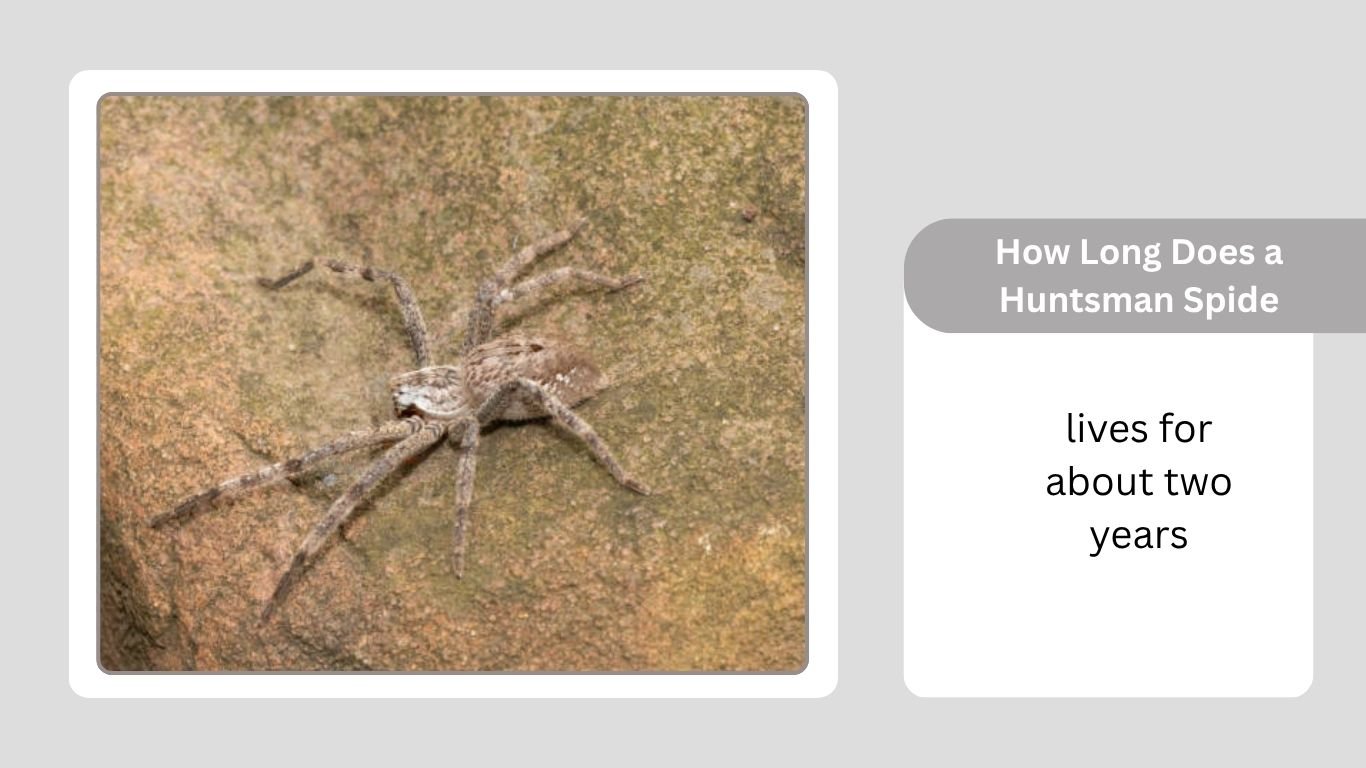 How Long Does a Huntsman Spider Live and Where Do They Live?