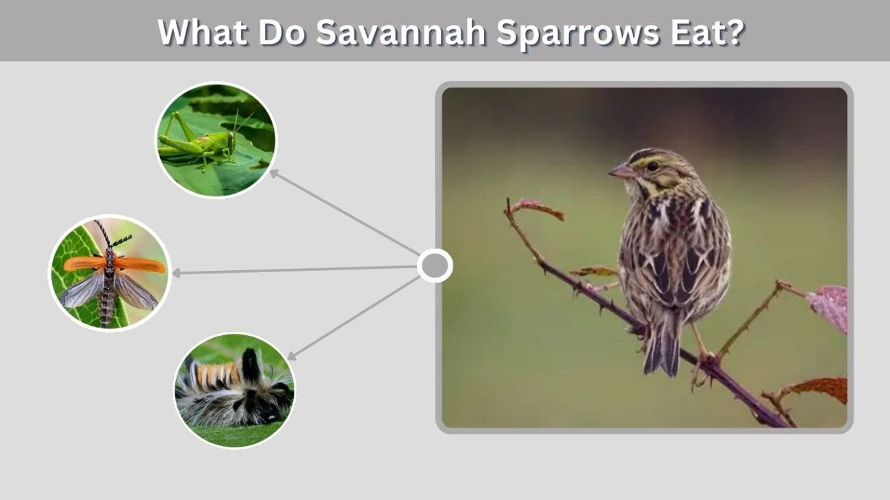 What Do Savannah Sparrows Eat?