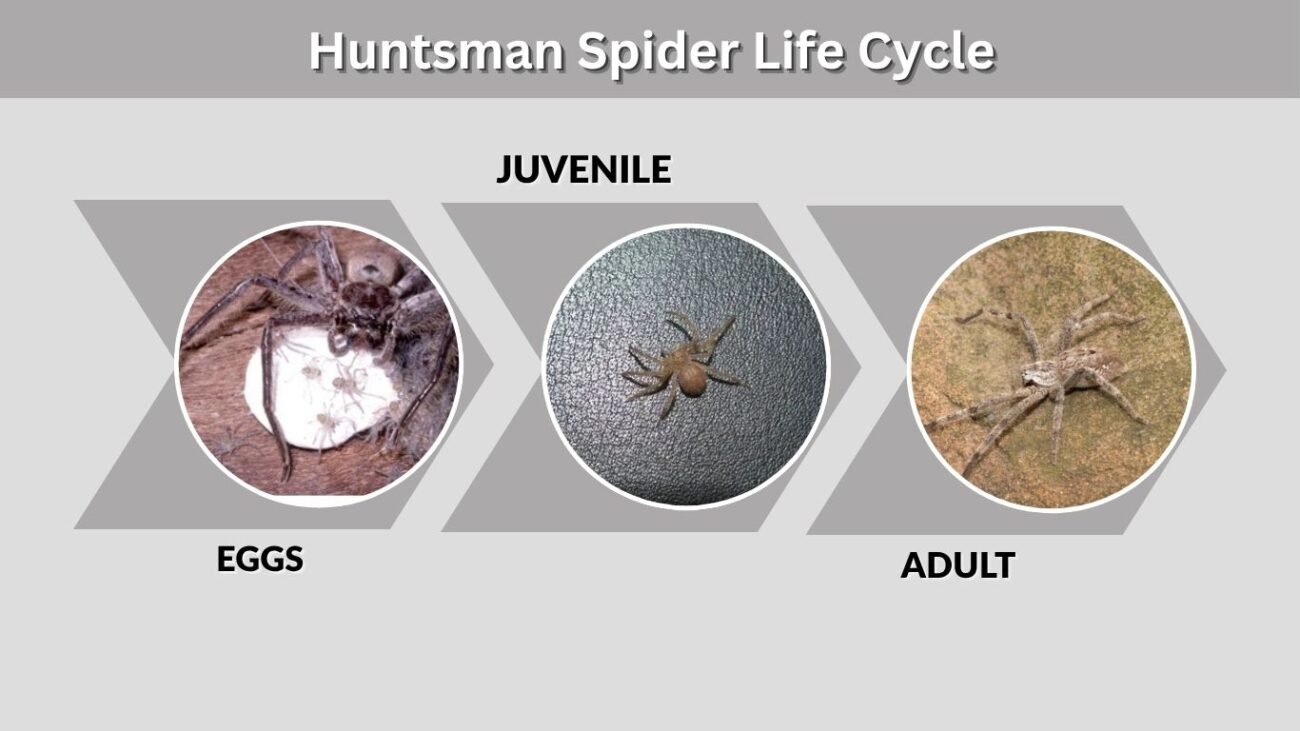 Huntsman Spider Life Cycle