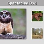 Spectacled Owl: Size, Diet, Habitat, Call and Facts