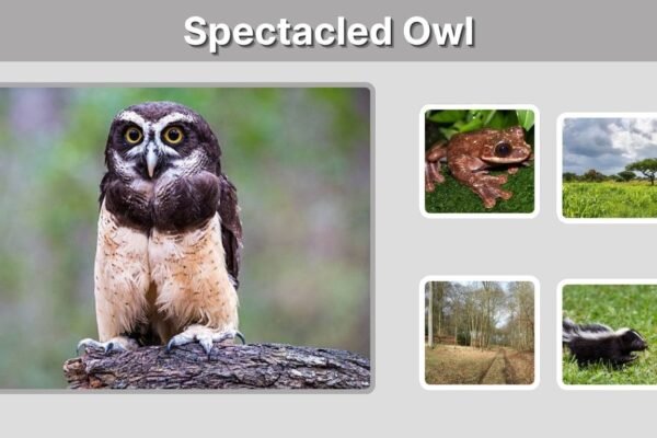 Spectacled Owl: Size, Diet, Habitat, Call and Facts