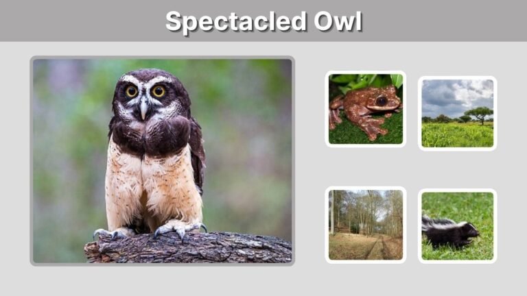 Spectacled Owl: Size, Diet, Habitat, Call and Facts