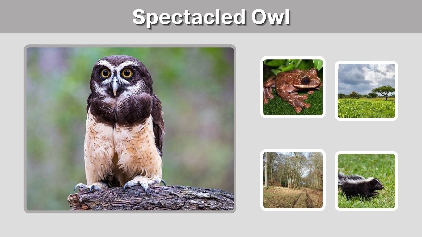 Spectacled Owl: Size, Diet, Habitat, Call and Facts