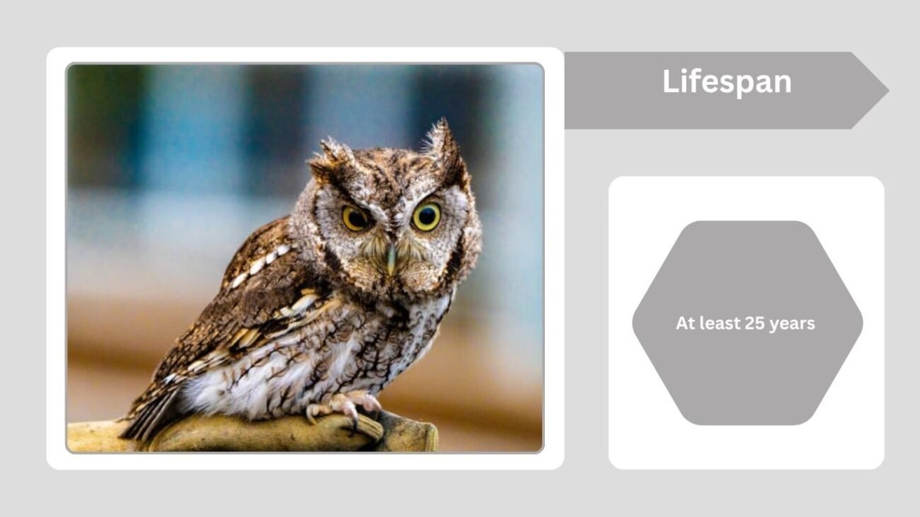 Lifespan