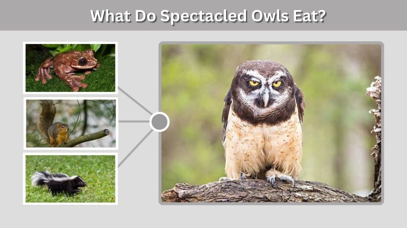 What Do Spectacled Owls Eat?