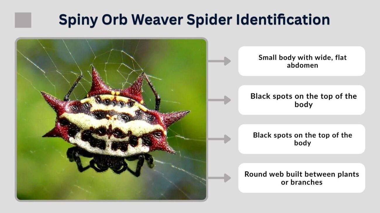 Spiny Orb Weaver Spider Identification