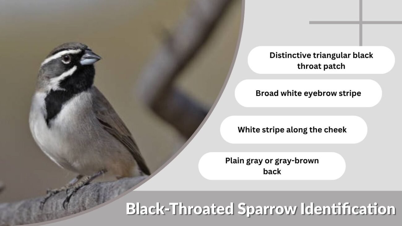Black-Throated Sparrow Identification