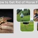 How to Get Rid of Horse Flies: 9 Effective Methods