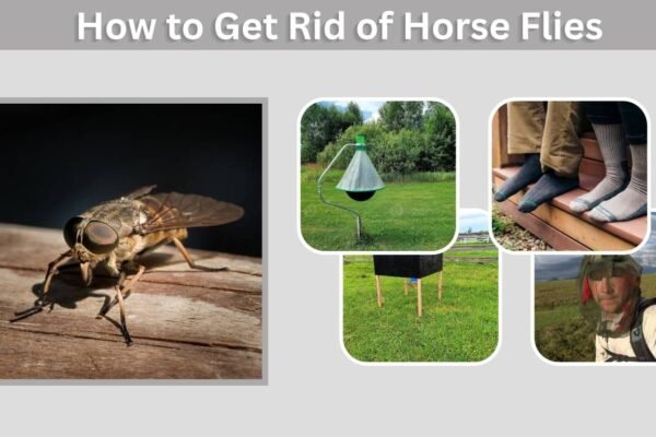 How to Get Rid of Horse Flies: 9 Effective Methods