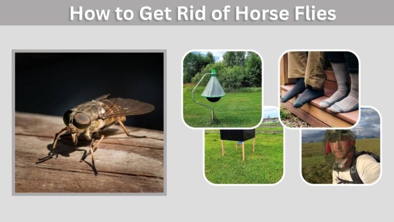 How to Get Rid of Horse Flies: 9 Effective Methods