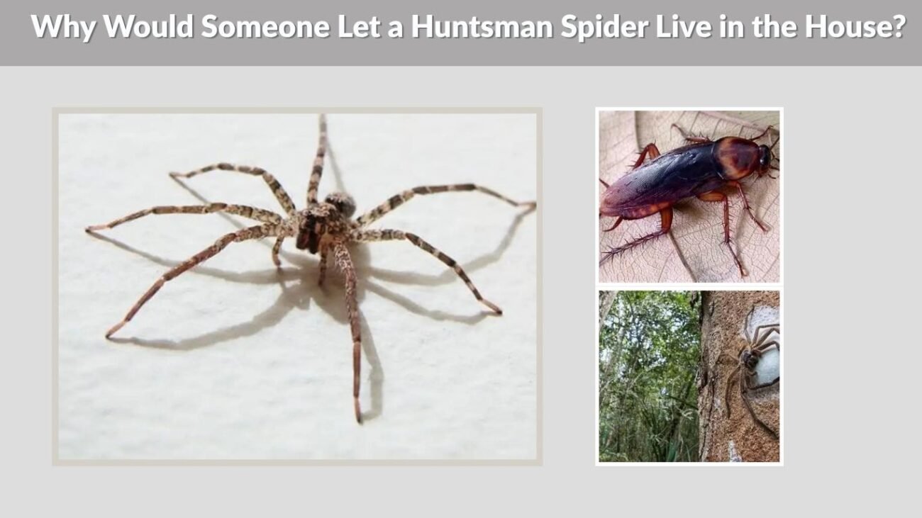 Why Would Someone Let a Huntsman Spider Live in the House?