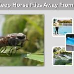 How to Keep Horse Flies Away From Your Pool