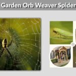 Garden Orb Weaver Spider: Bite, Web, Size, Facts and ID