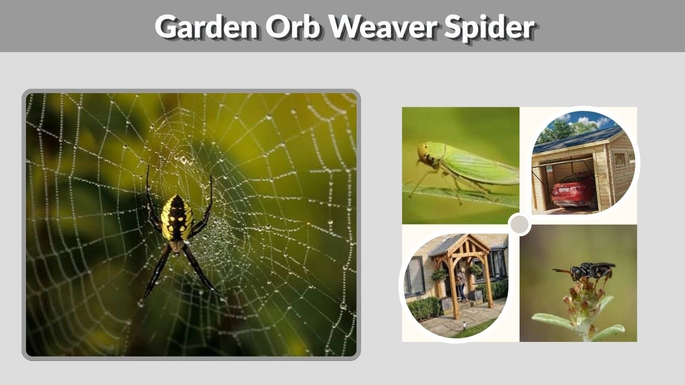 Garden Orb Weaver Spider: Bite, Web, Size, Facts and ID