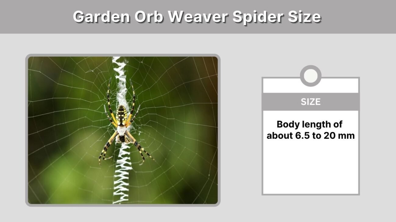 Garden Orb Weaver Spider Size