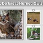 What Do Great Horned Owls Eat? 10 Common Foods