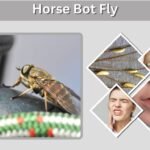 Horse Bot Fly: Eggs, Symptoms, Removal, and Treatment