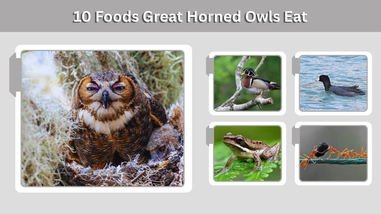 10 Foods Great Horned Owls Eat
