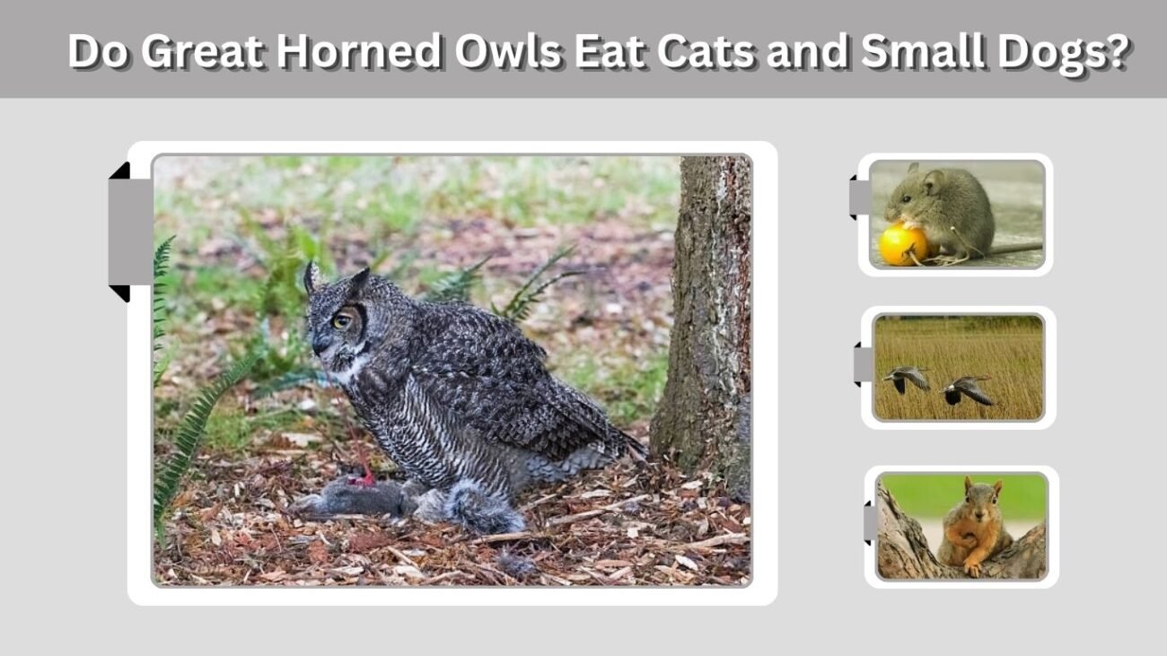 Do Great Horned Owls Eat Cats and Small Dogs?