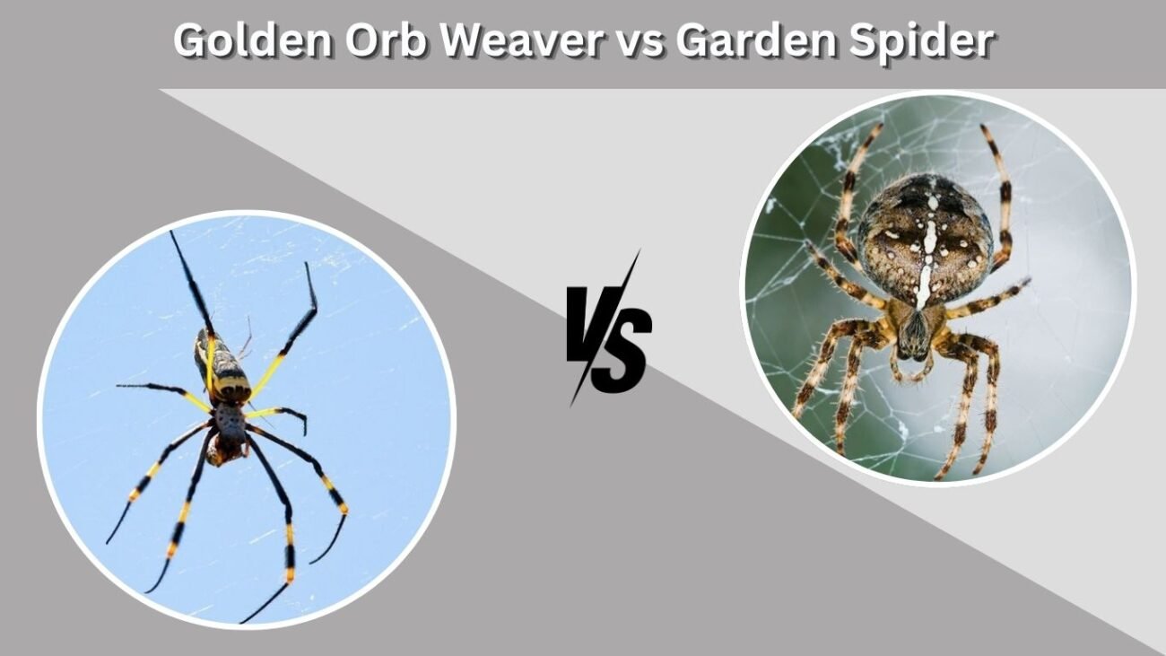 Golden Orb Weaver vs Garden Spider