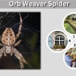 Orb Weaver Spider: Size, Habitat, Diet, Web, Eggs, ID and More
