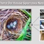 House Sparrow Nest: Identification, Eggs, Nesting Habits, and Removal