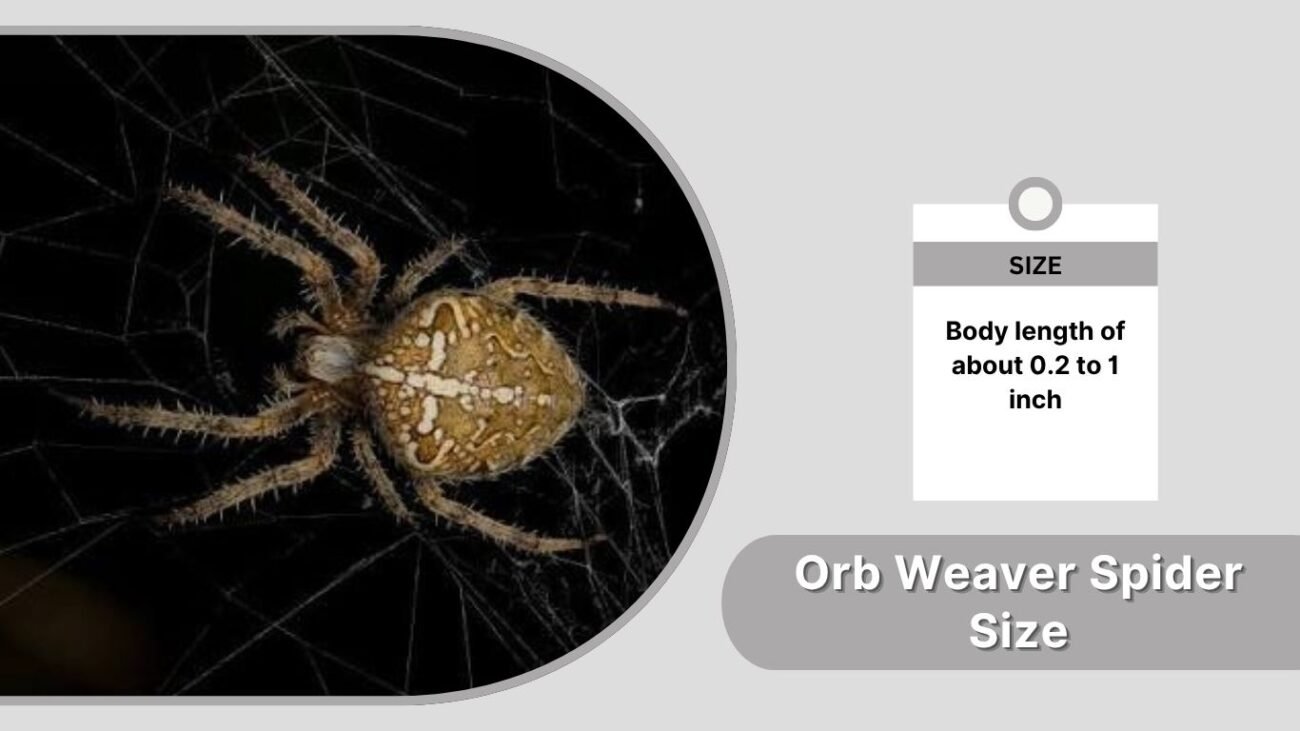 Orb Weaver Spider Size