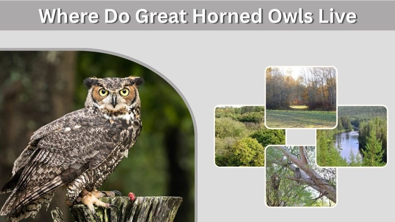 Where Do Great Horned Owls Live? Habitat and Range