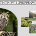 Where Do Great Horned Owls Live? Habitat and Range