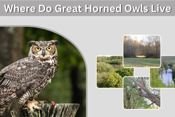 Where Do Great Horned Owls Live? Habitat and Range