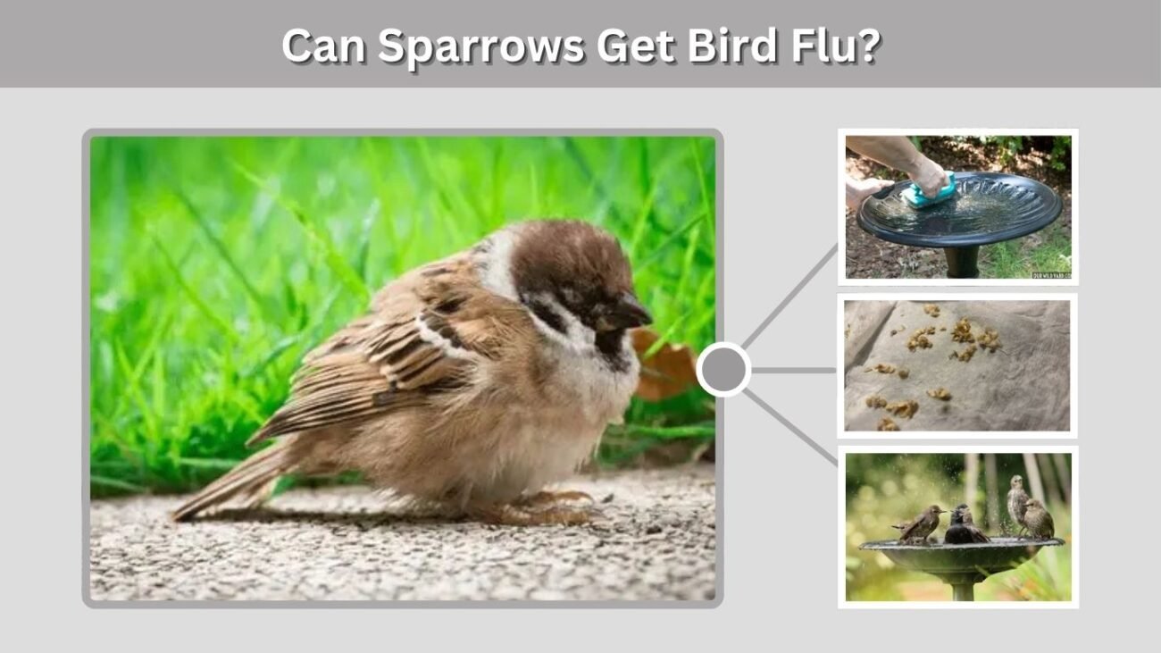Can Sparrows Get Bird Flu?