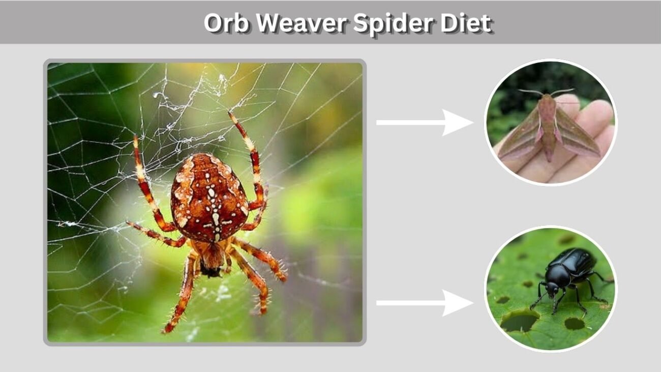 Orb Weaver Spider Diet