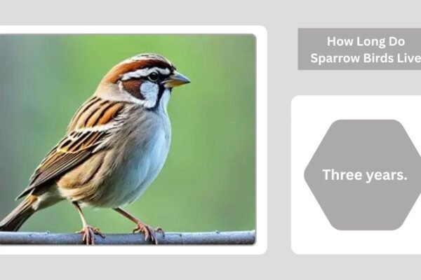 How Long Do Sparrow Birds Live? Lifespan and Life Cycle