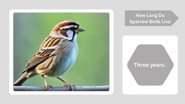 How Long Do Sparrow Birds Live? Lifespan and Life Cycle