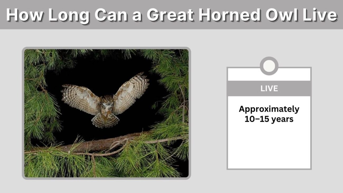How Long Can a Great Horned Owl Live? Size, Strength and Abilities