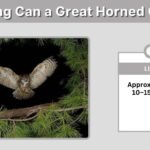 How Long Can a Great Horned Owl Live? Size, Strength and Abilities