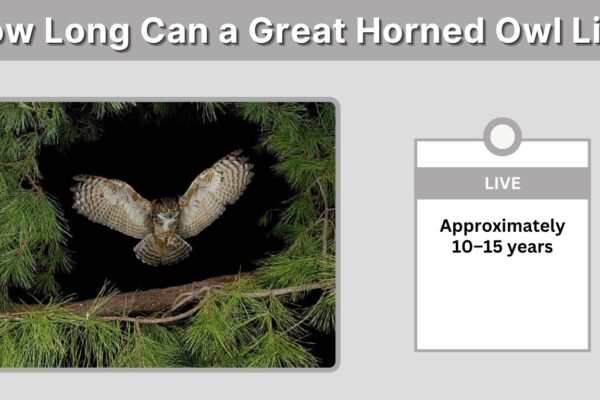 How Long Can a Great Horned Owl Live? Size, Strength and Abilities