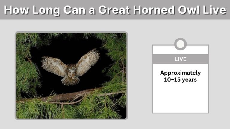 How Long Can a Great Horned Owl Live? Size, Strength and Abilities