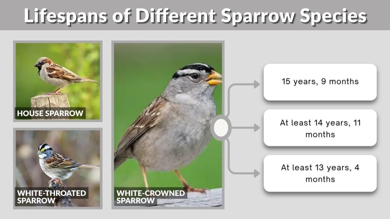 Lifespans of Different Sparrow Species