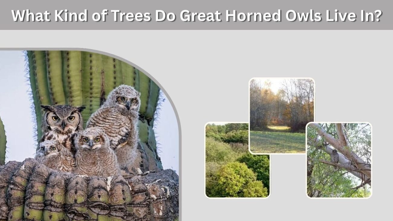 What Kind of Trees Do Great Horned Owls Live In?