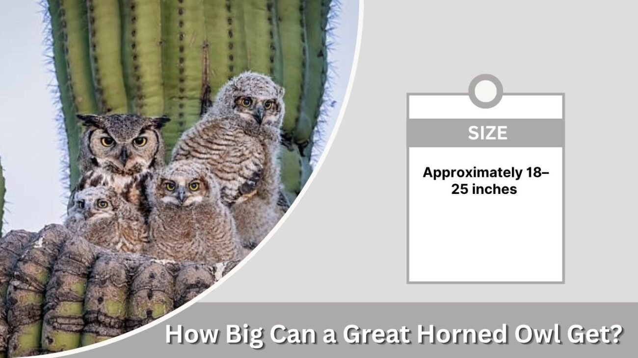 How Big Can a Great Horned Owl Get?