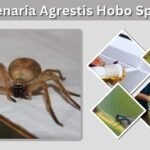 Tegenaria Agrestis Hobo Spider: Id, Habitat, Diet and Facts