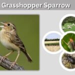 Grasshopper Sparrow: Identification, Habitat, Song and Facts