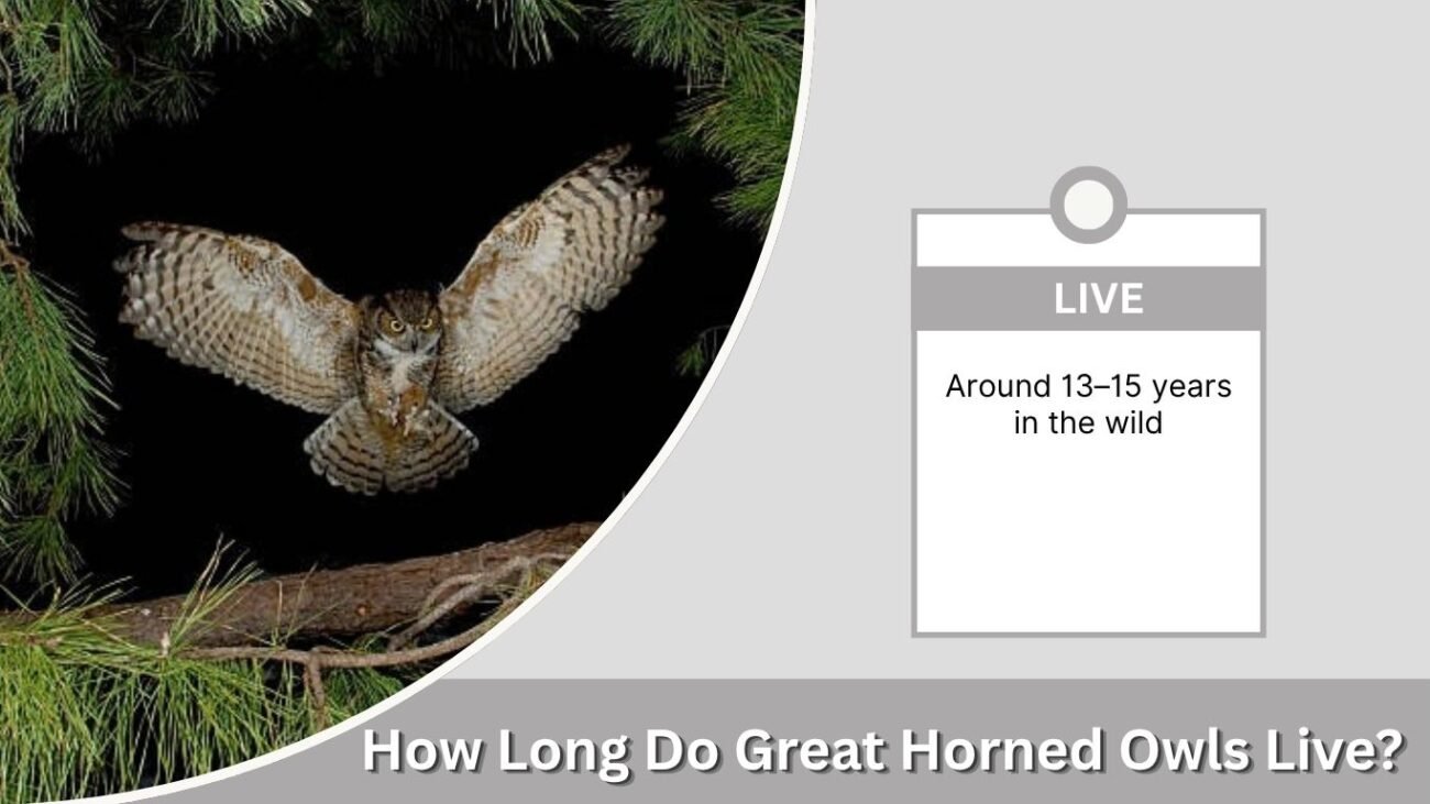 How Long Do Great Horned Owls Live?