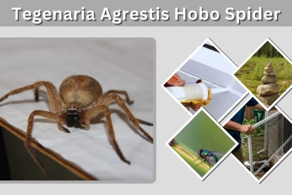 Tegenaria Agrestis Hobo Spider: Id, Habitat, Diet and Facts