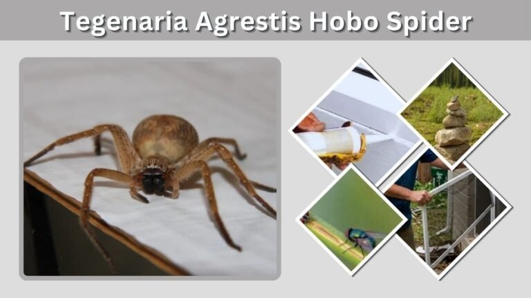 Tegenaria Agrestis Hobo Spider: Id, Habitat, Diet and Facts