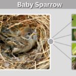 Baby Sparrow: Age Chart, Food, Care & Nest Facts